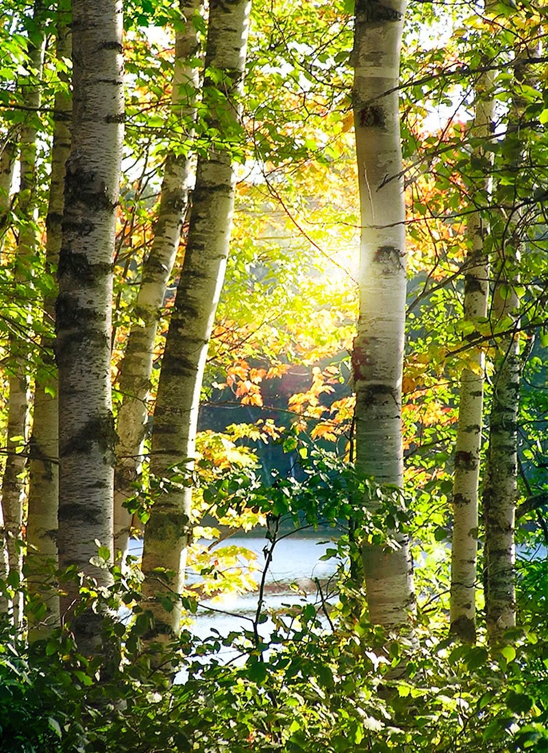 Birch and pine trees overlooking the lake