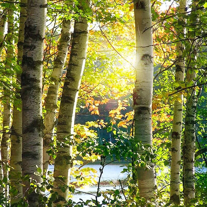 Birch and pine trees overlooking the lake